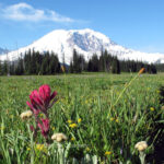 BQ52_rainier_flower