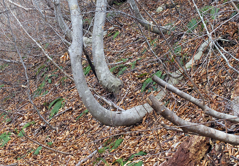 bent_trees